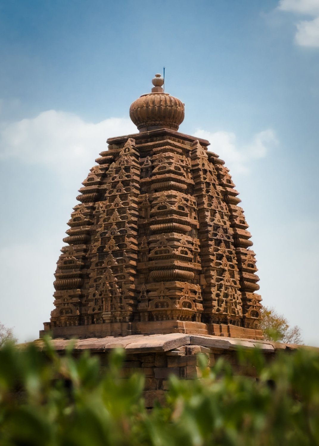Stellate Deccan tower rising above the treeline